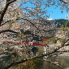 大渡ダム公園の桜