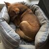 犬がぐっすり眠れるオススメのベッド・マット