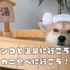 ワンコと温泉に行こう！カニ食べに行こう！｜ペットと楽しむ冬の贅沢旅
