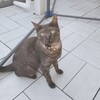 新たな猫、来る。