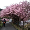 春を呼ぶ河津桜　～ジョギングその4　左岸を下る～