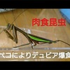 カマキリがゴキブリをムシャムシャ食らう