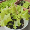 サニーレタスの収穫（種まき後7週目）