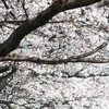 日本なので4月は桜を。