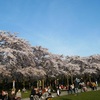 ボス公園の桜も見納めだね