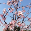 早咲きの桜？＆頂き物の京のお土産