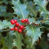 モチノキ属の植物で，現在の日本で一番知られているのはセイヨウヒイラギ（Ilex aquifolium,  Common holly）でしょう．冬至の日にCommon holllyを飾る習慣は，中欧や北欧の多くの民族，特にケルト人に共通していました．キリスト教の到来により，異教的な起源を持つCommon holllyは，新しい教会の儀式からすぐに追放されてしまいました．しかし，古い異教の教えが忘れられていく中で，徐々にクリスマスの伝説に戻っていきました．