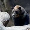 エゾヒグマのポロさんは　おやつの時間でした