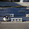 地元住宅街のねこさん