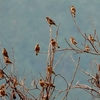 日本　自宅周辺の冬の野鳥たち