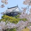 春の名所！岡崎城桜まつり2025年開催情報