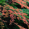 岩峰・瑞牆山の紅葉と樹木