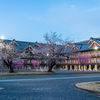 桜もすごいぞ天理教〜しだれ桜ライトアップ〜
