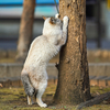 近隣繁華街のねこさん