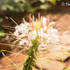 種から育ったお花と蜂