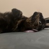 ひしゃしぶりのおしょと。