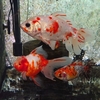 カワセミ水族館の金魚 孔雀尾の江戸地金 