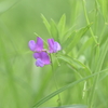 野草といっしょ140 レンリソウ