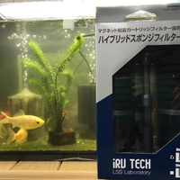 フィルター一部変更 金魚めんこ