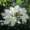 夏の盛りの花と雲・政府のコロナ対策についてアレコレ