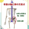 骨盤は軸であり脚でもある　〜スキーからの考察