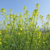 野草・芥子菜(カラシナ)