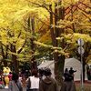 札幌市　北大銀杏並木　/　10/28・10/29は北大金葉祭