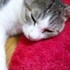 今日のにゃんもん