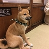 福岡パルコの豆柴カフェに行ってきました！【感想】