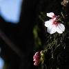 開花宣言の翌日に、桜の花を探しに行った。