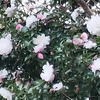 山茶花　さざんか　サザンカ　咲いた道かな？ 宿かな？