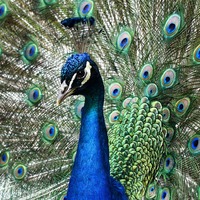 『無限の始まり』第4章「進化と創造」