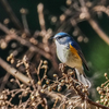 ルリビタキは目がいのち