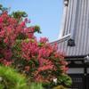 大暑の赤【本覚寺】満開の百日紅を訪ねて
