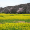 🌸幸手権現堂桜堤で桜と菜の花撮影♪