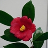京都府立植物園　第６４回「つばき展」