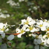 【春の花】ぽかぽか陽気にさそわれてお花見