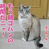 天国通信で目覚ましテンちゃんになったのか？