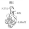 心臓の循環でよく定期テストで間違える問題だけを集めました（２０１９年岩手）