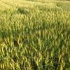 さぬきうどんの小麦畑