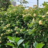 1番咲きのモッコウバラ　