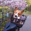 自転車でお散歩してましたよね？