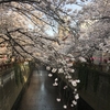 目黒川の桜まつり♪