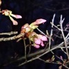 桜のつぼみ膨らむ。