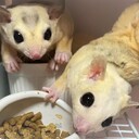 ももぶろ