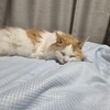 忙しさは変わらず
