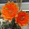 サボテンの花・・・