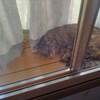 猫の苦行（笑）