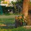 そろそろ梅雨が明けるかな？