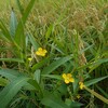 夏のなごりの野の花さんぽ